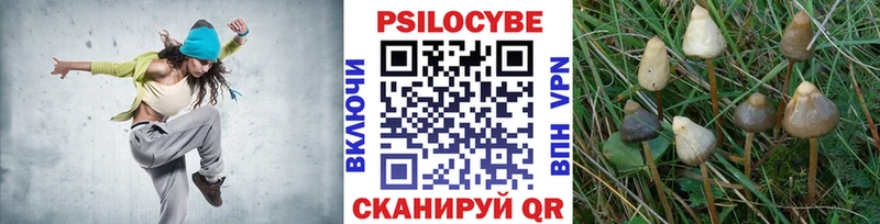 купить наркотик  Суворов  Галлюциногенные грибы Psilocybe 